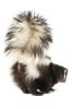 skunk-tail-raised-upward-isolated-260nw-17193694~2.jpg