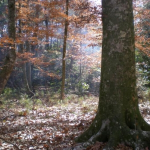 Kisatchie Forest