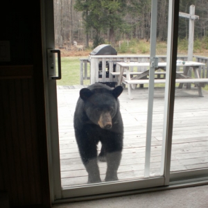Black bear making nose prints on patio door