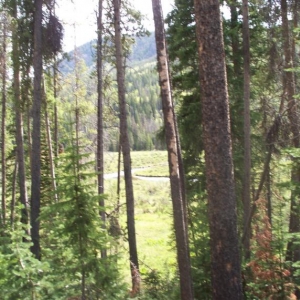 Stillwater Fork of the Bear River