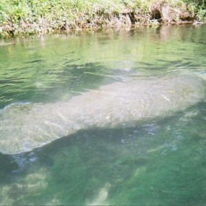 Weeki Wachee Springs River