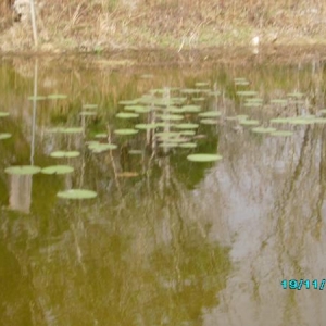 Another pond along the path