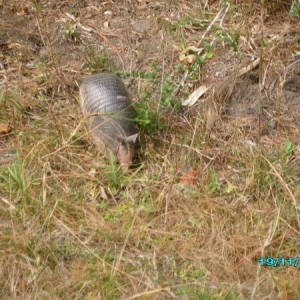 The girlfriend taking pictures of an armadillo, again