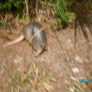 The girlfriend taking pictures of an armadillo.