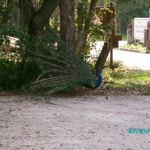 Peacock