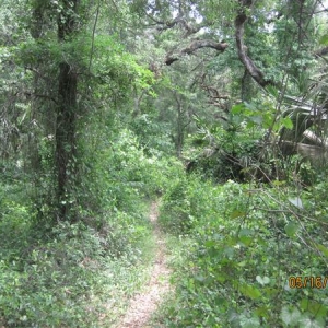 Path closing in, although still nicer then some stuff we ended up going through.  Lots of spider webs, thankfully I had my walking stick.