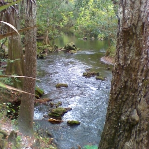 Florida rapids