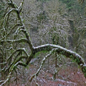 Licorice fern on a maple.