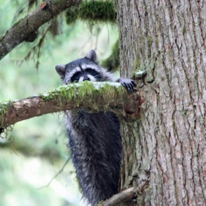 A sleepy raccoon came along as I ate lunch, climbed this hemlock, and took a nap.