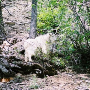 Rocky Mountain Goat, Idaho