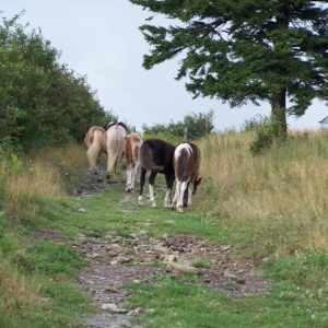 Tracking wild horses at Mt. Rogers, VA