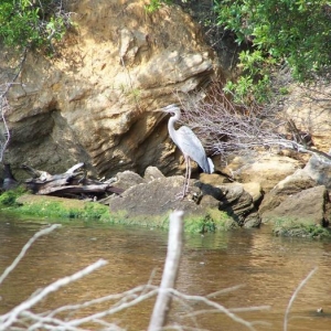 Blue Heron