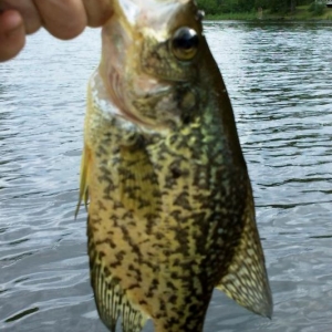 more crappies