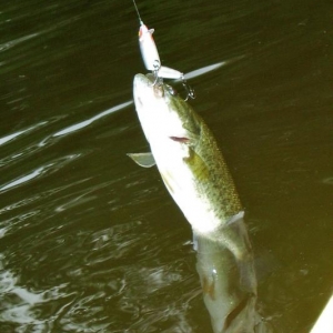 First fish in the new kayak