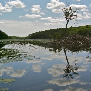 from the other end of the pond ealier in the day