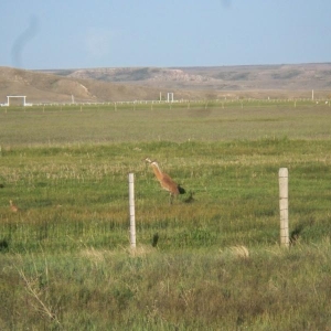Sandhill Cranes and their chicks were much concerned about our presence. Near Sulpher Creek Reservoir on the way home.