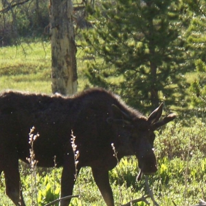Young moose could care less that we were watching