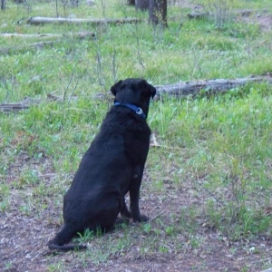 Tank stands guard so those wild animals don't bother us