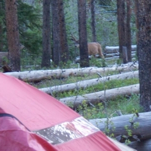 Couple of little muley forkhorns joined us for breakfast