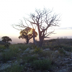 Juniper Sunrise