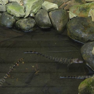 baby gators