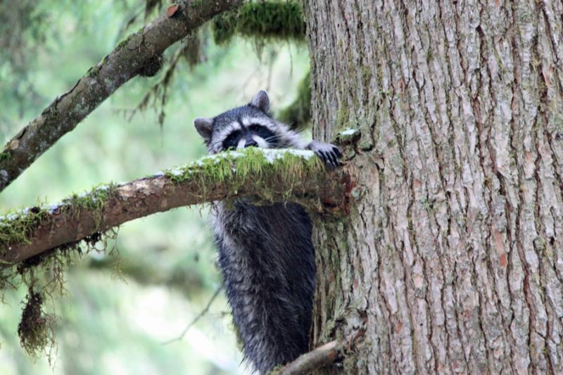 A sleepy raccoon came along as I ate lunch, climbed this hemlock, and took a nap.