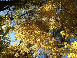 golden leaves overhead