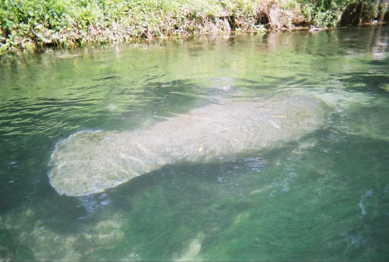 Manatee