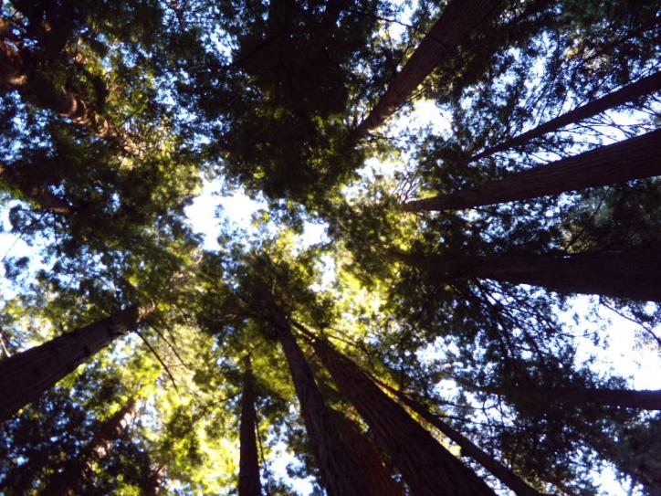 Muir Woods