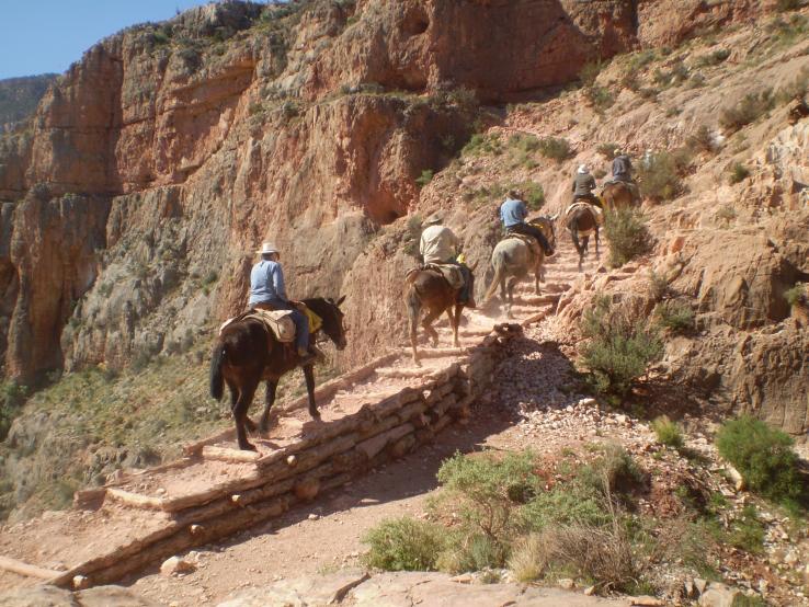 Mule train on the South Kaibab trail, Grand Canyon NP