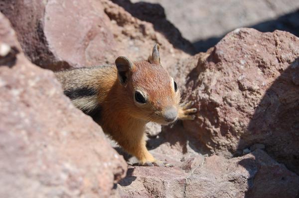 My lil friend on top of Mt. Lassen