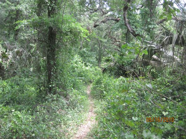 Path closing in, although still nicer then some stuff we ended up going through.  Lots of spider webs, thankfully I had my walking stick.