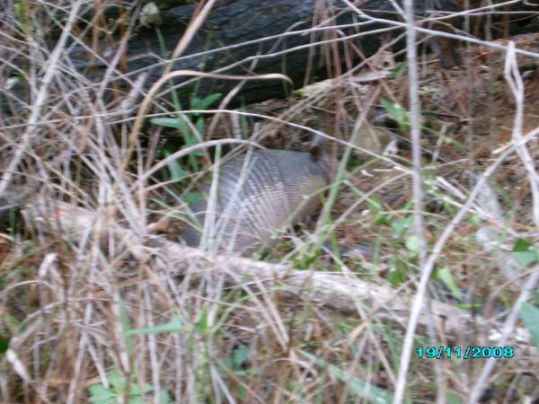 The girlfriend taking pictures of an armadillo.