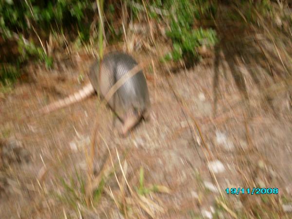 The girlfriend taking pictures of an armadillo.