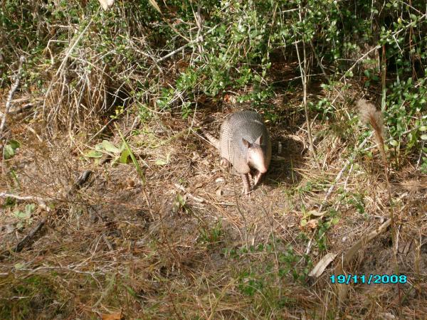 Yet another picture of an armadillo