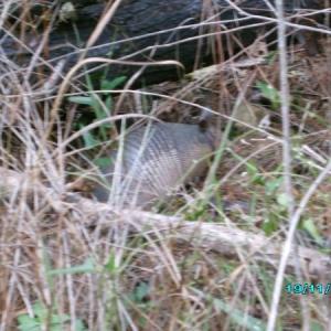 The girlfriend taking pictures of an armadillo.