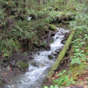 Duckabush River Trail #803 (16)