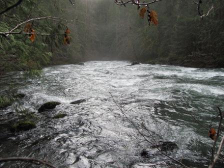 Duckabush River Trail #803 (40)