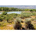 Arizona - Dead Horse Ranch State Park