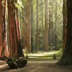 California - Armstrong Redwoods State Reserve