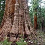 California - Calaveras Big Trees State Park