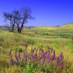 California - Cuyamaca Rancho State Park