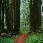 California - The Forest of Nisene Marks State Park